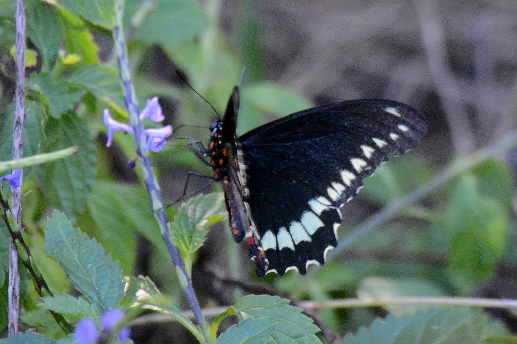 143 2015-01272999 Bowditch Point Regional Preserve, FL.JPG - Polydamas Swallowtail (Battus polydamas). Butterfly. Bowditch Point Regional Preserve, FL, 1--27-2015